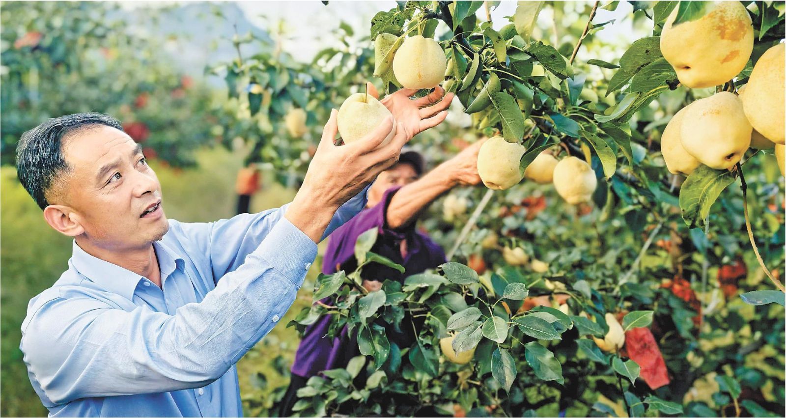 泰安特色农业甜了八方客红了一片天