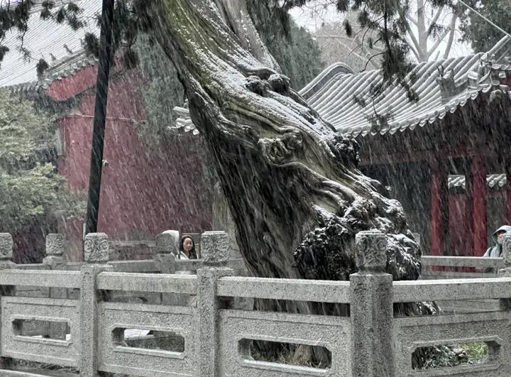 岱庙迎今冬初雪红墙古建藏尽冬日诗意