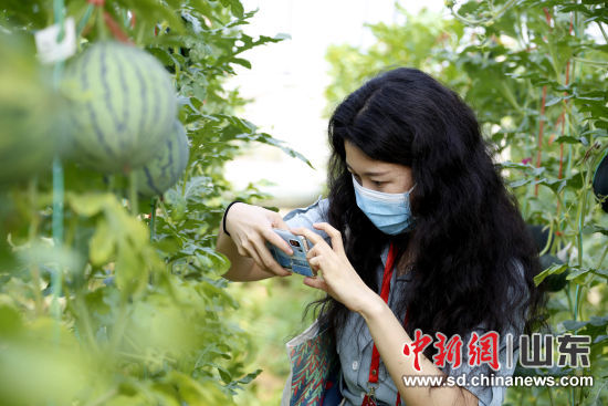 在山东潍坊国家现代农业产业园内，西瓜种植方式由原来“地爬式种植”变为“立式种植”。(资料图)沙见龙 摄