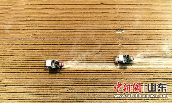 山东2020年小麦丰收，收割。(资料图)陈鹏 摄